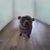 Hippo Dog logo