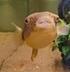 Barry The Puffer fish logo