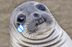 Akward Moment Seal logo