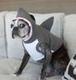 SHARK DOG logo