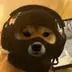dogwifmask logo