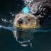 SUI OTTER logo