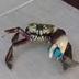 crab with knife logo