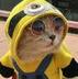 Minion cat logo