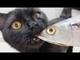 Cat eating fish logo