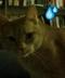 LEN SASSAMAN CAT logo