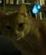 LEN SASSAMAN CAT logo