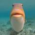Humu the Fish logo