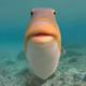 Humu the Fish logo