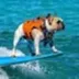 The Surfing Frenchie logo