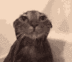 cat is wet logo