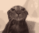 cat is wet logo