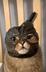Tia Mask Cat logo