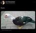 Bitcoin Duck logo