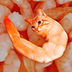 SHRIMP CAT logo