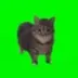 spinning cat logo