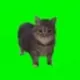 spinning cat logo