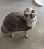 Turtle Dog logo