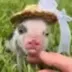 pig wif hat logo