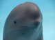 SmilingDolphin logo