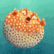 Sui Fugu logo