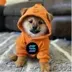 DOG•GO•TO•SOLANA logo