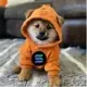 DOG•GO•TO•SOLANA logo