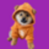DOG•GO•TO•THE•SOLANA logo