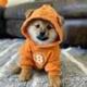 DOG•ID•ZKJX•ODIN logo