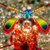 Mantis logo