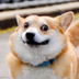 DoggiBoom logo