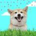 Doge's Best Friend logo