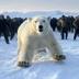 2 Polar Bears vs 200 Men logo