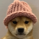 Dog wif hat logo