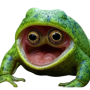 popfrog