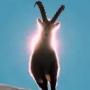 IBEX