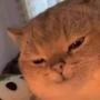 IranCat