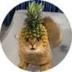 Pineapple Cat logo