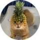 Pineapple Cat logo