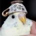 birb logo