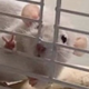 Peacing Hamster logo