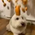 dog with egg on head logo