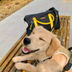 BINANCE DOG logo