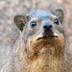 Screaming Hyrax logo