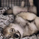 JUSTICE FOR ODIN THE DOG logo