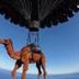 flying camel logo