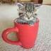 CUPCAT logo