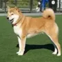 TAKA