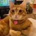 1st Tax Free Cat logo