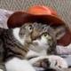 cat wif hat logo